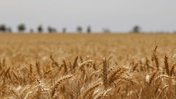 Волоконовские аграрии собрали 136 939 тонн зерновых в 2023 году