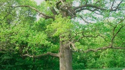 Панский дуб из Шебекинского городского округа сможет стать «Российским деревом года»