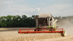 Волоконовские аграрии продолжили уборку зерновых культур