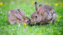 Волокончане смогут обучиться кролиководству и пройти стажировку на базе кооператива