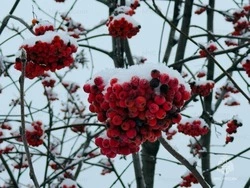 26 декабря в области ожидается метель