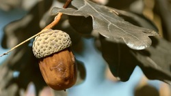 Абрамцевский дуб представил страну на международном конкурсе «Европейское дерево года»