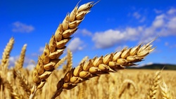 Специалисты Белгородской области получили рекордный урожай зерновых в 2017 году