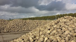 Вывозка сахарной свеклы с полей на завод «Ника» завершилась в Волоконовском районе