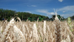 Уборка ранних зерновых скоро завершится в Волоконовском районе