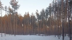 В Волоконовском лесничестве проводятся санитарно-оздоровительные мероприятия