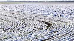 Волоконовский район занял первую позицию в регионе по площади посевов озимой пшеницы