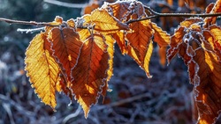 Температура воздуха на территории Белгородской области опустится ночью до 10˚ мороза