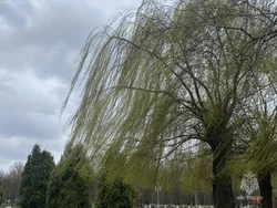 Волоконовцев предупредили о сильном ветре в четверг