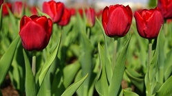 Волокончане впервые провели День посадки тюльпанов
