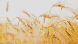 Хлеборобы Волоконовского района продолжили уборку ранних зерновых культур