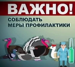Ветслужба Волоконовского округа предупреждает: как избежать болезней при покупке животных