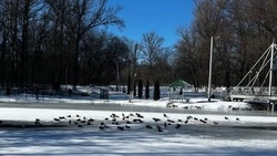 Крылатые соседи: 1 апреля отмечается Международный день птиц