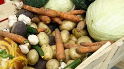 Вячеслав Гладков поделился результатами сбора овощей открытого грунта