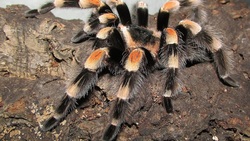 Волоконовцы смогут посетить выставку «Планета пауков»