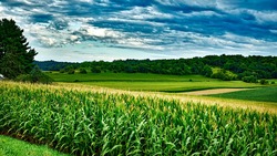 Белгородские аграрии приступили к сбору урожая кукурузы и сахарной свеклы