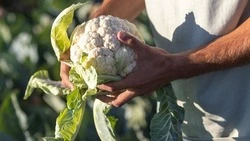 Вячеслав Гладков: 40 белгородцев получили гранты по итогам конкурса «Агростартап»