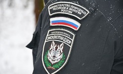 Волоконовский Экоохотнадзор установил факт незаконной охоты на диких животных