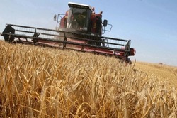 Волоконовские аграрии приступают к сбору зернового урожая