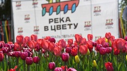 Волоконовцы смогут посетить фестиваль «Река в цвету»