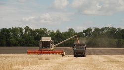 Волоконовское управление сельского хозяйства сообщило о ходе уборки зерновых