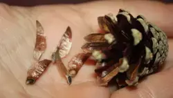 Сбор семян сосны начался в Белгородской области