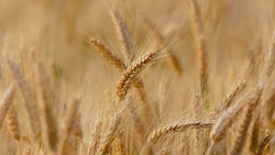 Волоконовские аграрии приступят к первым контрольным обмолотам озимой пшеницы