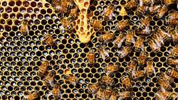 Онлайн-платформа помощи пчеловодам заработала в Белгородской области