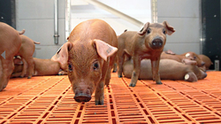 Группа компаний «Агро-Белогорье» произвела свыше 61 тыс. тонны свинины в начале этого года