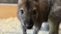 Белгородский зоопарк пополнился новыми обитателями