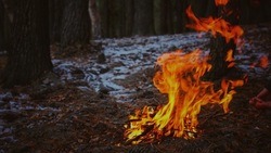 Власти сообщили об установлении особого противопожарного режима в Белгородской области 