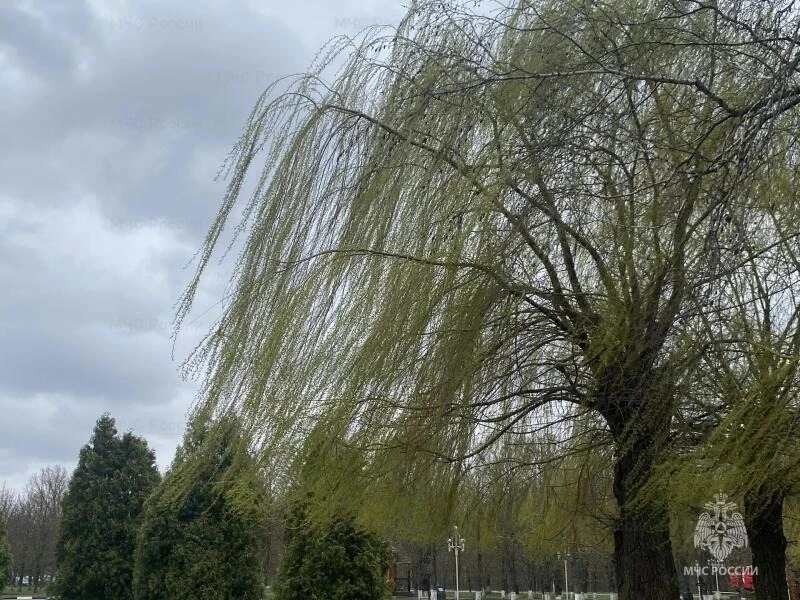 Порывы ветра до 20 м/с ожидаются в Белгородской области в пятницу