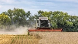 Губернатор Вячеслав Гладков рассказал о завершении сева озимой пшеницы