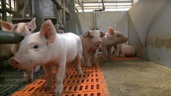 Производство свинины выросло в Белгородской области за год более чем на 3%
