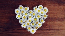 Волоконовцы смогут принять участие в благотворительной акции «Белый цветок»