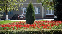 Более 100 тыс. тюльпанов зацветёт на клумбах Волоконовского района