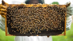 Столкнувшиеся с массовой гибелью пчёл белгородские пасечники получат возмещение убытков