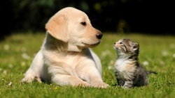 Редакция «Красный Октябрь» начала публиковать объявления о дарении домашних животных