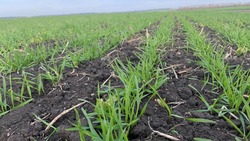 Волоконовские земледельцы подошли к завершению работ по подкормке озимой пшеницы урожая 2023 года