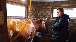 Семья из Староивановского сельского поселения развивает свое дело благодаря соцконтракту