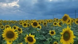 Переменная облачность ожидается в Белгородской области 25 июля