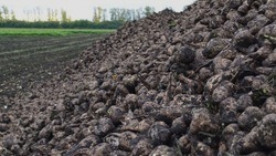 Валоконовские аграрии приступят к уборке сахарной свеклы 