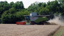 Уборка ранних зерновых культур началась в Волоконовском районе