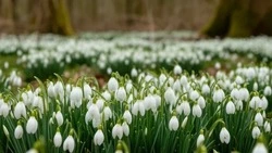 До 15 градусов потеплеет в Белгородской области в среду