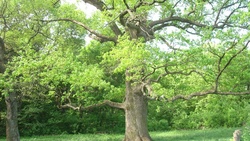 Шебекинский дуб стал одним из лидеров национального конкурса «Российское дерево года 2020»