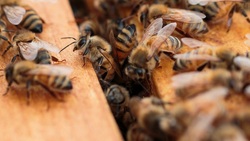Волоконовские пчеловоды смогут пройти паспортизацию пасек