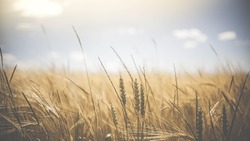 Валовой сбор зерна составил уже более 1 млн тонн в Белгородской области