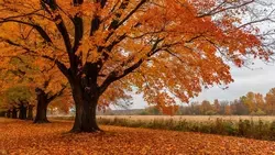 Синоптики предупредили о сильном ветре в регионе во вторник