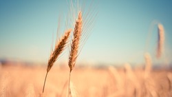 Повышенная влажность в регионе привела к массовому прорастанию зерна в колосе на корню