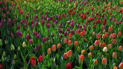 Цветы счастья зацветут в Волоконовском районе следующей весной